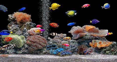 Free 3D Aquarium Wallpaper - WallpaperSafari