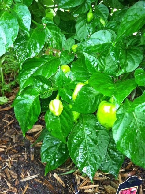 Habanero Pepper Plants - 2012. | Pepper plants, Organic gardening, Plants