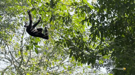 How Fast Can Gibbons Swing Through the Forest? Smithsonian Magazine