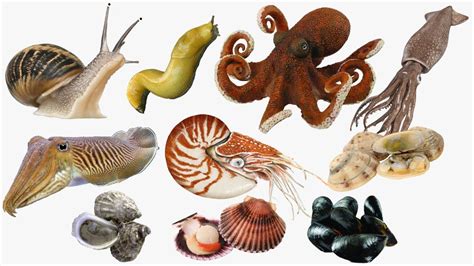 Mollusca Examples