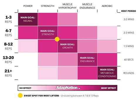 Which Rep Range Should You Use in the Gym? | AdapNation