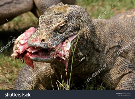 50,669 Dragon Eating Images, Stock Photos & Vectors | Shutterstock