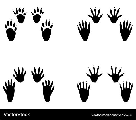 Black footprints of raccoon Royalty Free Vector Image