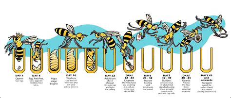 Structure and division of labor in honey bees - Online Science Notes