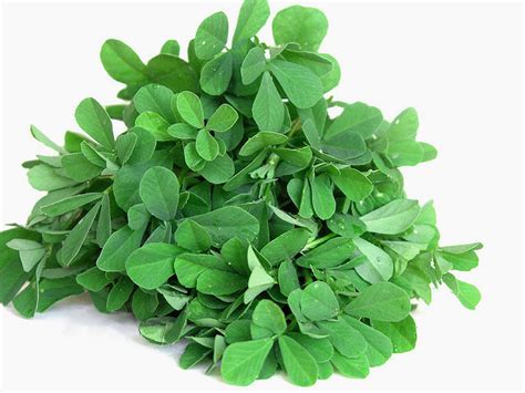 Image - Fenugreek leaves.jpg - Recipes Wiki