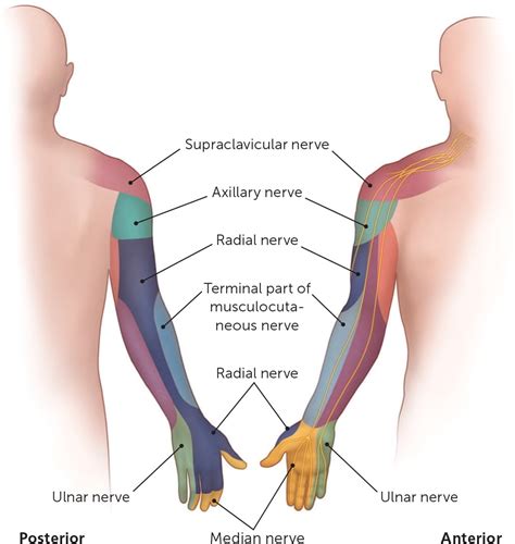 Cutaneous Interventions Dermatome Upper Extremity - Dermatomes Chart ...