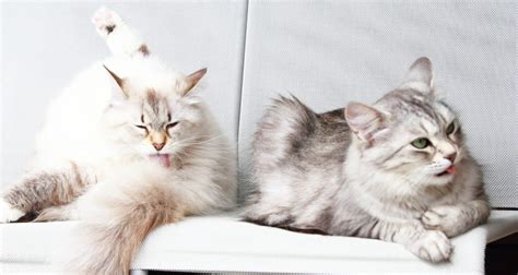 The Siberian Cat Personality 101: Best Facts Revealed!