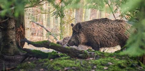 Wild Boar: Characteristics, Diet, Facts & More [Fact Sheet]