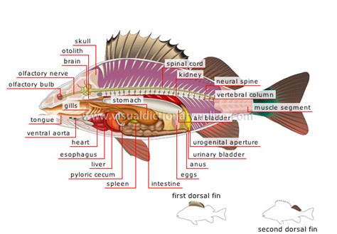 ANIMAL KINGDOM :: FISHES :: BONY FISH :: ANATOMY OF A PERCH image ...