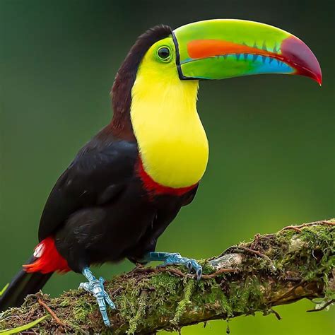 The Best 21 Pics Of Toucan Birds - eliminatequoteq