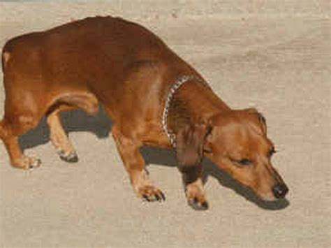 What Causes Spinal Cord Injuries In Dogs