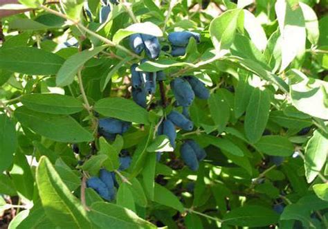 Lonicera caerulea 'Borealis' - Blue Sky Nursery