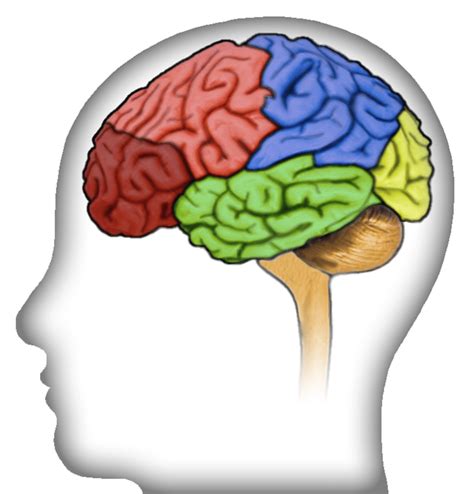 Brain activity related to working memory is generated in more than just ...