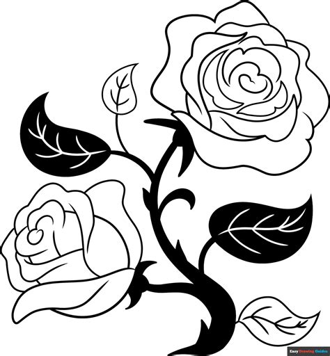 White Rose Drawing