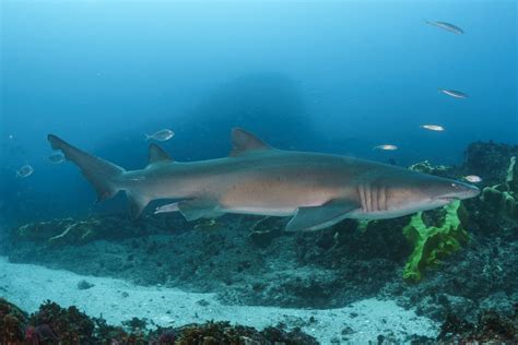 Greynurse Shark, Carcharias taurus Rafinesque, 1810 - The Australian Museum