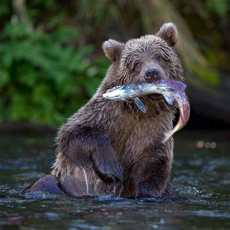 Pin by Avrtatiana on Animals | Alaska wildlife, Wildlife, Kenai peninsula