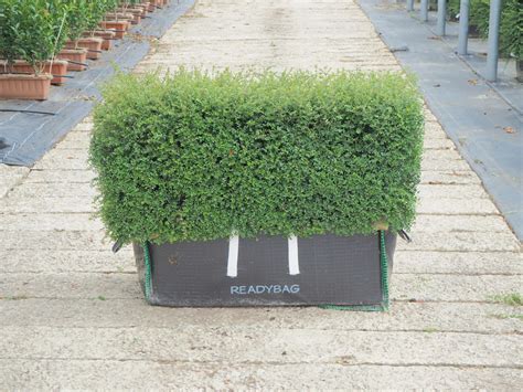 Buy Lonicera Nitida Readybag | Lonicera Nitida Hedge In UK