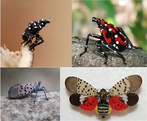 Spotted Lanternflies in MORR and NJ (U.S. National Park Service)