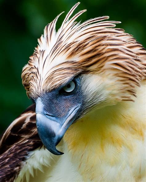 The Philippine Eagle : pics