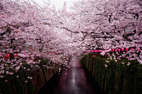 Japan's 2024 Cherry Blossom Projections - Plan your trip - Japan Travel