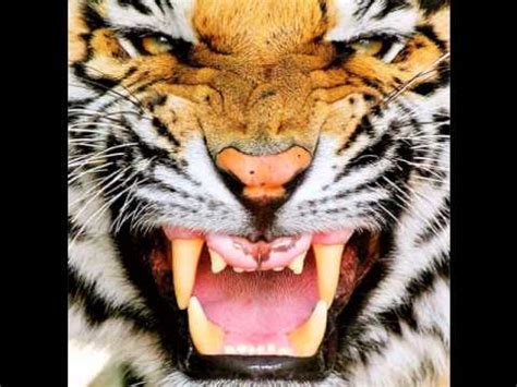 Tiger Roar Sounds Effect - YouTube