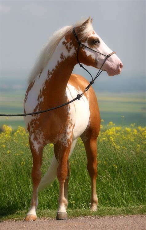 overo stallion | Horse Power | Pinterest