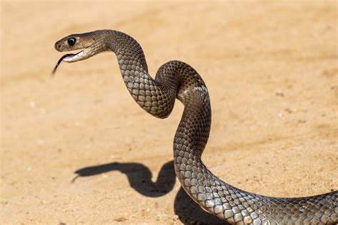 Deadly Snake Bites Catcher by Launching Itself With Mouth Open, Fangs ...