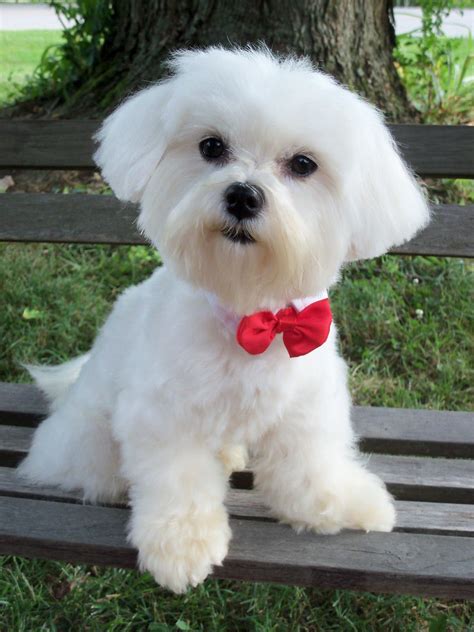 View source image | Maltese haircut, Maltese breed, Maltese puppy