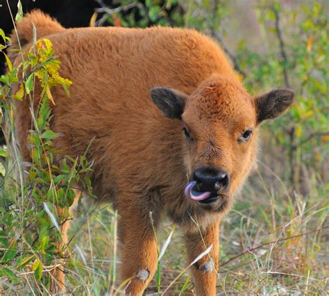 LynneRichardsPhotography: Little Baby Bison