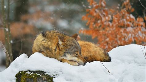 Bing HD Wallpaper 17 Jan 2024: Bavarian Forest National Park, Germany ...