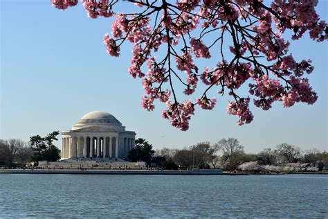 Cherry blossoms on the National Mall | Jonathan Bloy