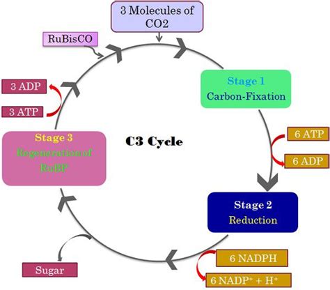 13 Smooth Sailing Difference between C3, C4 and CAM Pathways In Tabular ...