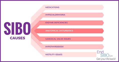 What Causes SIBO? – End SIBO