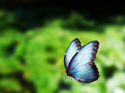 Top 8 Blue Morpho Butterfly Facts - Rainforest Cruises