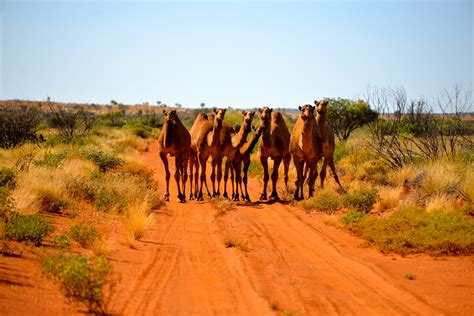 Gibson Desert, Outback, Australia | Новая зеландия, Австралия