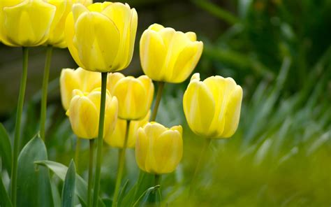 Beautiful Tulips | Beautiful Wallpapers