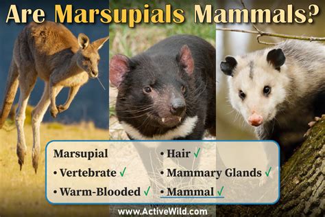 Are Marsupials Mammals (And Why)? Marsupials Vs Placental Mammals