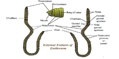 External Features of Earthworm - QS Study