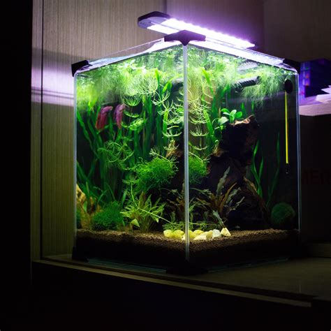 Planted Betta Tank - How To Set Up A Beautiful Betta Fish Tank ...