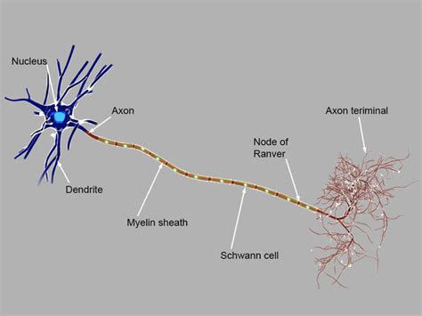 Detailed neuron 3d model 3D model | CGTrader