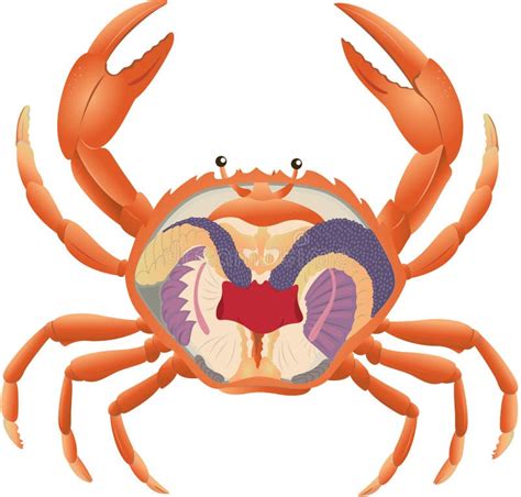 Crab Anatomy Royalty Free Stock Image - Image: 19282226