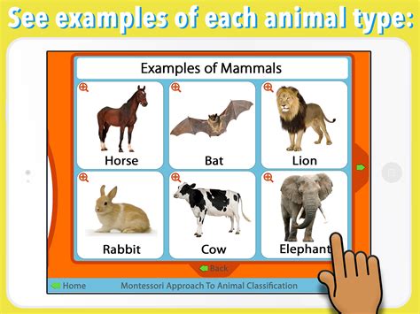 Vertebrates Mammals