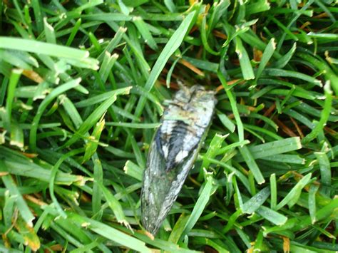 Cicada Killer Wasps | Naperville Country Club Green Department