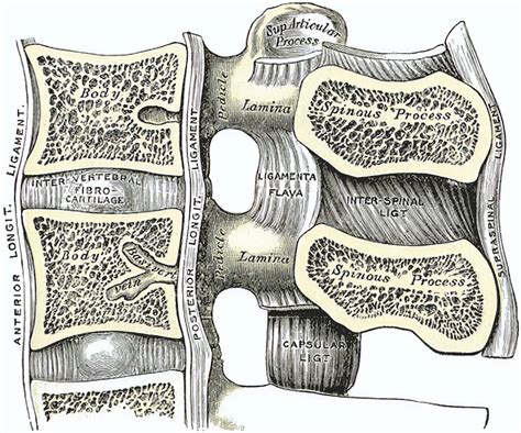 Ligamentum flavum - Ars Neurochirurgica