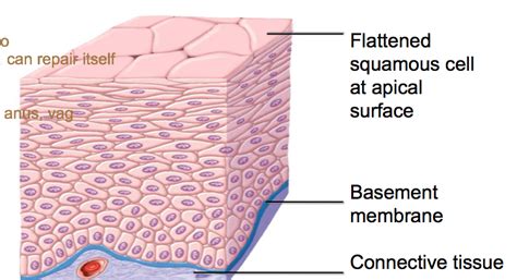 Diagram of Stratified squamous epithelium | Quizlet