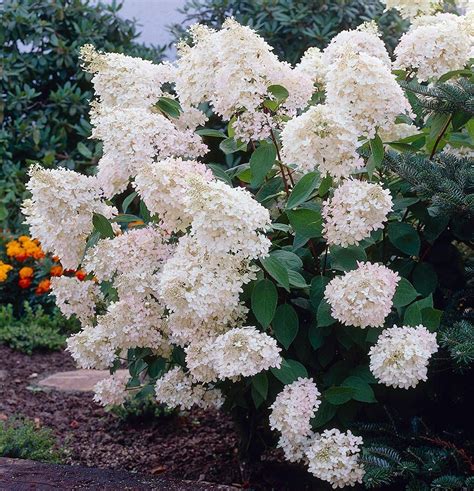 Hydrangea paniculata Grandiflora White Flower Farm - Hydrangea