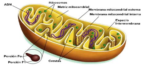 Biología-primer semestre: Mitocondrias, vacuolas y lisosomas.