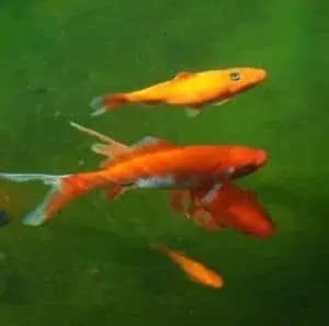 List of Pond Fish That Eat Algae (Top Pond Algae Eaters) - Pond Informer