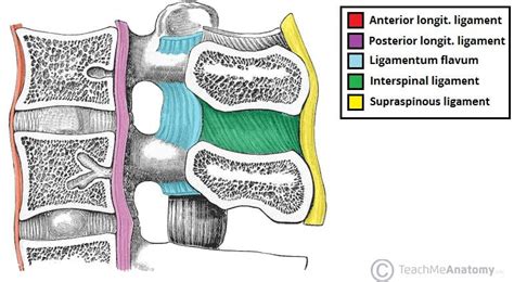 The Lumbar Spine - Joints - Ligaments - TeachMeAnatomy