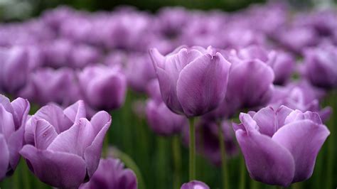 Closeup Purple Tulip Photo In A Blur Background HD Flowers Wallpapers ...